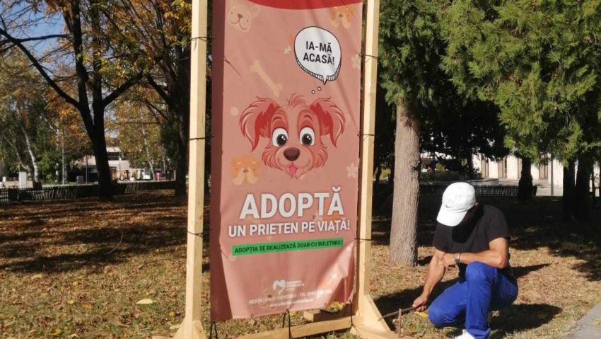 Târg de adopţii canine în Centrul Civic, la Reşiţa