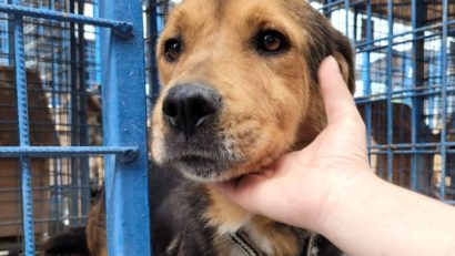 Târg de adopţii canine la Penitenciarul Arad