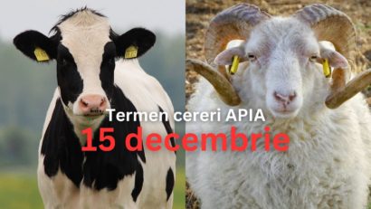 Ajutor de stat de la APIA în sectorul creşterii animalelor