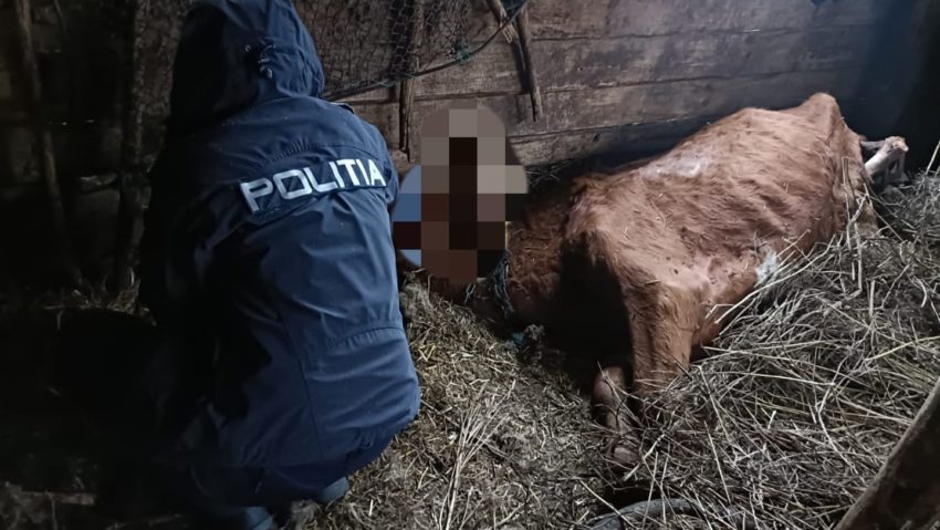 Dosar penal în Caraş-Severin pentru schingiuirea şi uciderea animalelor cu intenţie