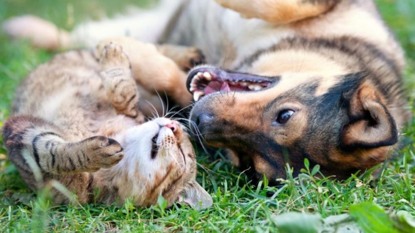 Campanie de sterilizare gratuită pentru câini şi pisici în Găvojdia