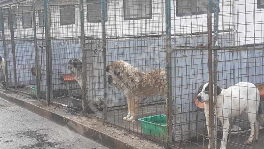 Târgurile canine din oraş au repornit adopţiile din padocul public al municipiului Reşiţa