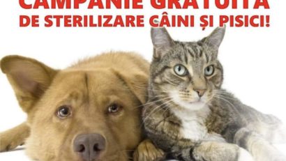 Campanie de sterilizare gratuită, câini şi pisici, la Constantin Daicoviciu în acest sfârşit de săptămână