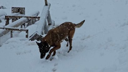 Căţeluşa Vreni a Unităţii Canine Salvamont Caraș-Severin a trecut cu brio examenul de reconfirmare şi îşi păstrează activ statutul de câine de căutare-salvare