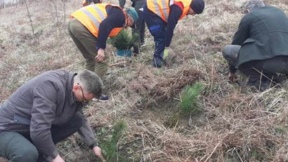 Luna plantării arborilor a debutat în Caraş-Severin. Silvicultorii celor 17 Ocoale vor planta peste 430 de mii de puieţi forestieri din pepinierele proprii