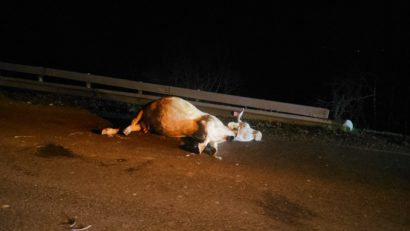 Accident rutier, cu animale, pe DN58 la Brebu