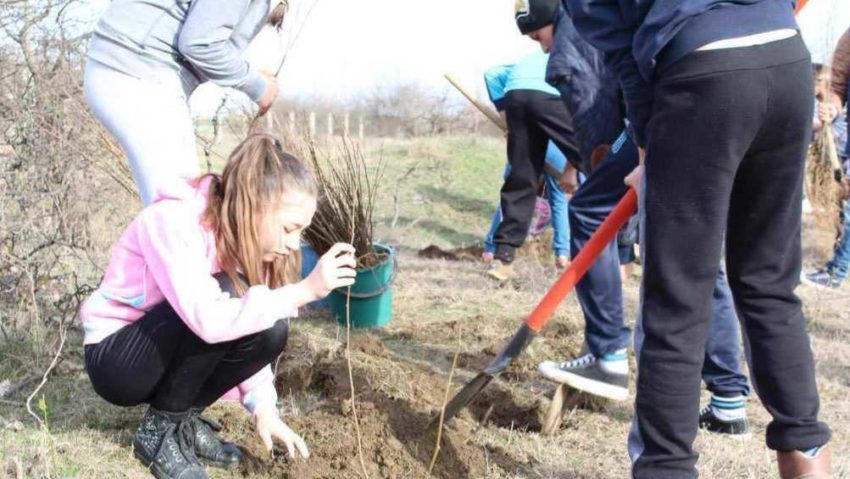 Plantări educative la Colegiul Naţional „Diaconovici-Tietz” din Reşiţa