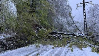 Hunedoara: mai mulţi copaci căzuţi la pământ din cauza zăpezii şi vântului