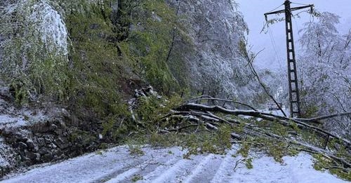 Hunedoara: mai mulţi copaci căzuţi la pământ din cauza zăpezii şi vântului