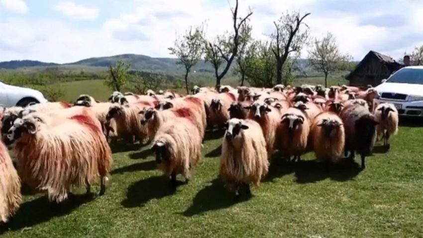 Serbare câmpenească de 1 Mai, cu picnic tradiţional la Nermed