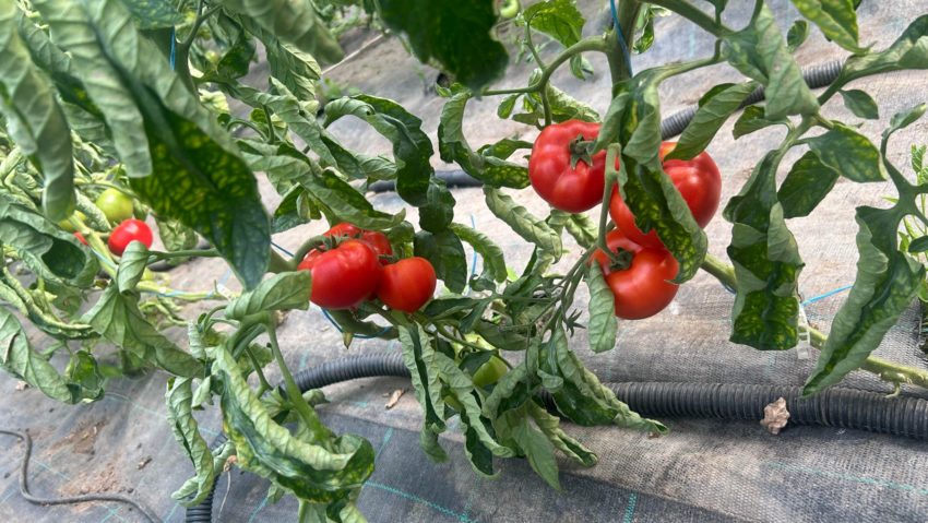 Primele tomate din Caraş-Severin s-au copt în solariile din Teregova