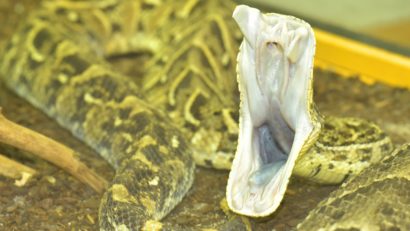 Drobeta Turnu Severin: colecţie de reptile confiscată de autorităţi. Proprietarul găsit decedat