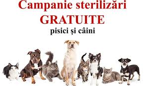 Campanie de sterilizare gratuită, câini şi pisici la Reşiţa în acest sfârşit de săptămână. Programările se fac doar prin sms!