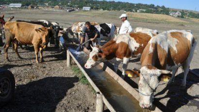 DSVSA Caraş-Severin a emis măsuri obligatorii pentru protejarea animalelor în perioadele caniculare