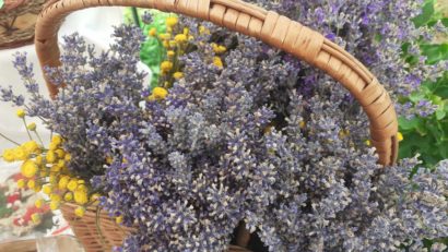 Lavanda – cea mai profitabilă cultură pe terenuri mici. La Sălbăgel, evenimentul „Picnic la buni în lavandă” a ajuns la cea de-a patra ediţie