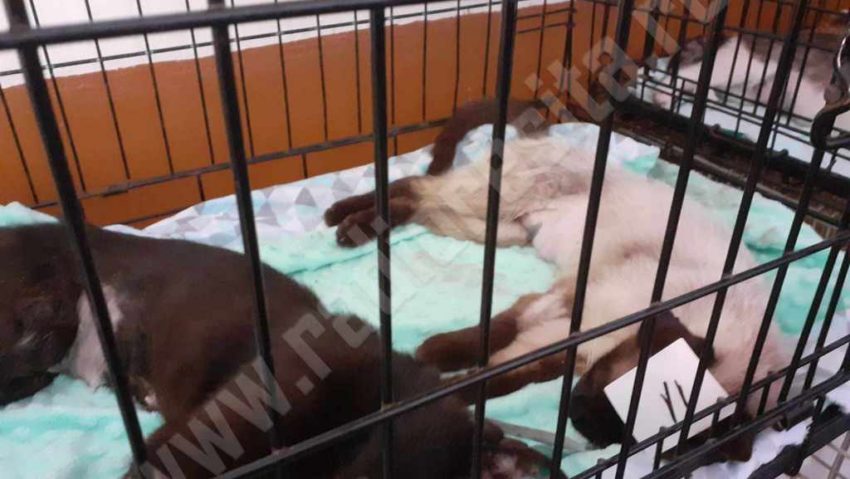 Reşiţenii au înţeles rolul sterilizării câinilor şi pisicilor şi s-au programat în număr mare la campania gratuită. 200 de animale au fost sterilizate, iar campania continuă!