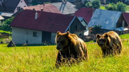 Cum să ne ferim de urși pe traseele montane? Experţii cinegetici recomandă