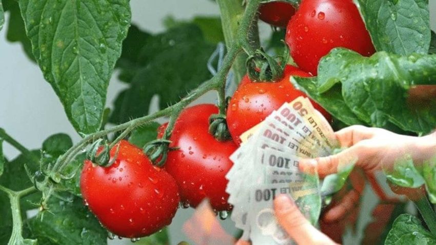 Ministrul Agriculturii: Încep plăţile pentru tranşa a doua a Programului Tomata. În Caraş-Severin 19 legumicultori s-au încadrat în program!