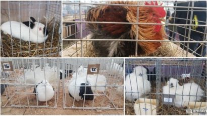 Expoziţie de păsări şi animale mici de rasă la Caransebeş