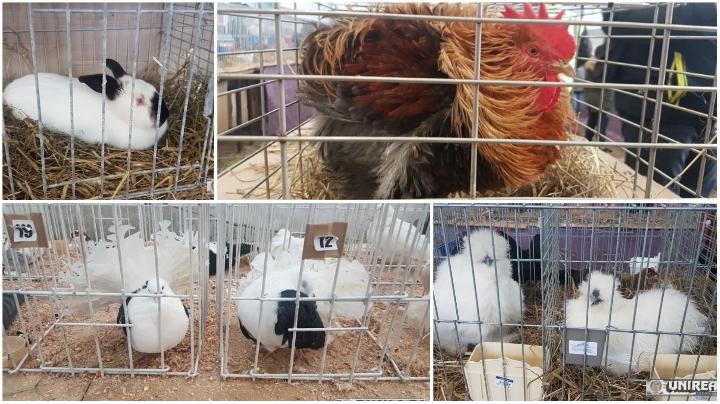 Expoziţie de păsări şi animale mici de rasă la Caransebeş