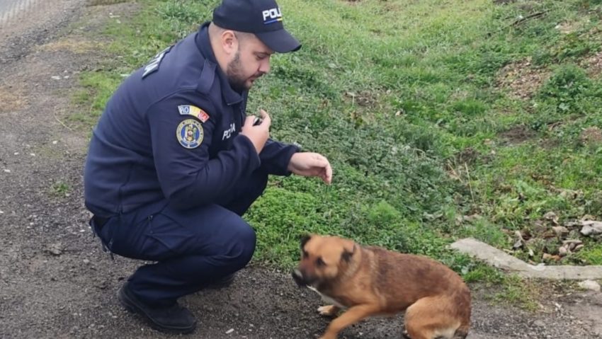 12.000 de lei amendă pentru abandonarea unui căţel