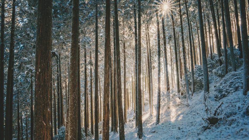 Trasee nerecomandate turiştilor, iarna, în Parcul Naţional Domogled-Valea Cernei