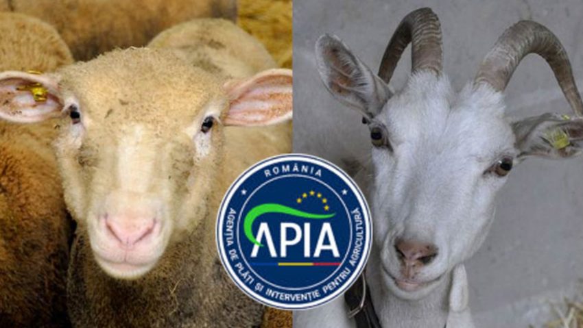 Sprijin financiar de urgență pentru crescătorii de ovine și caprine: APIA primește cereri până la 21 martie 2025