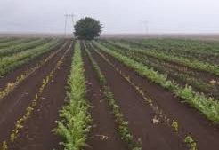 Un fermier din Timiş înfiinţează o pădure din fonduri nerambursabile