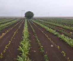 Un fermier din Timiş înfiinţează o pădure din fonduri nerambursabile