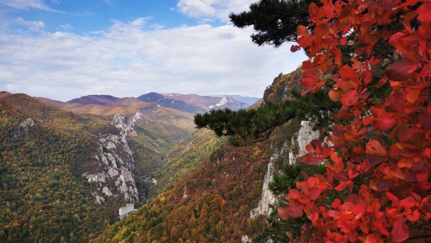 Ocolul Silvic Băile Herculane organizează consultare publică pentru certificarea managementului forestier