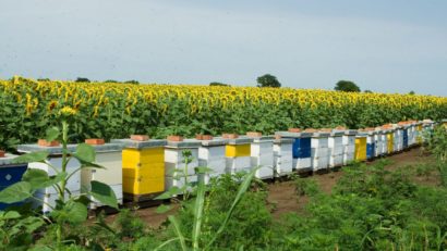 Victorie istorică pentru apicultori și fermieri – Eco Ruralis și ROMAPIS câștigă procesul împotriva utilizării în agricultură a pesticidelor periculoase